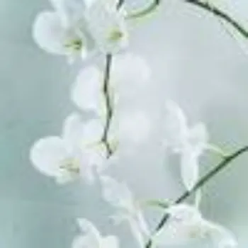 White Orchids